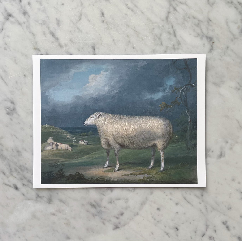 English Leicester Ewe Antique Art Print