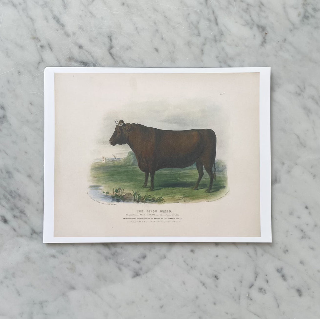 English Devon Bull Antique Art Print