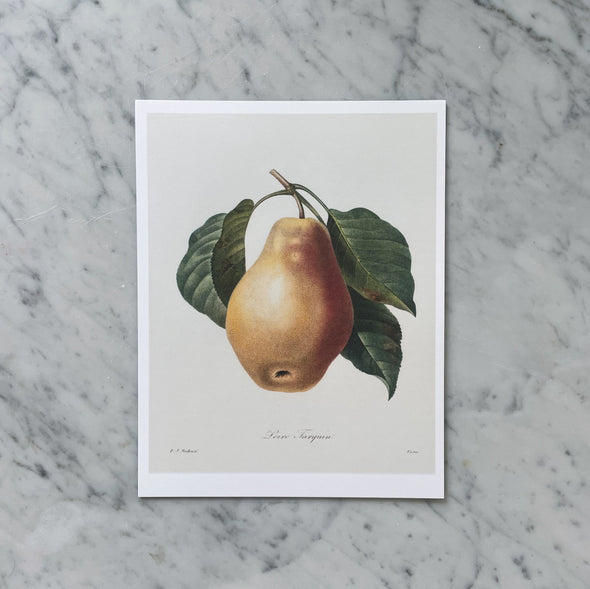 “Botanical Pear” Print
