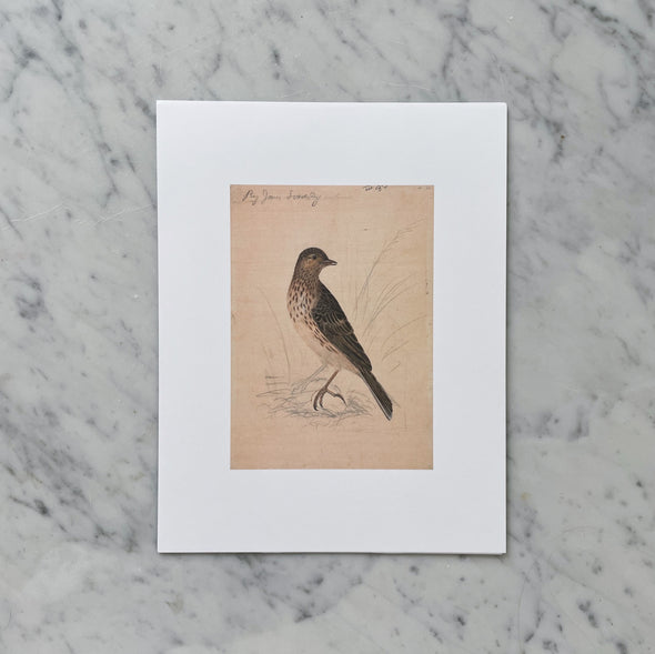 "English Meadow Bird" Print