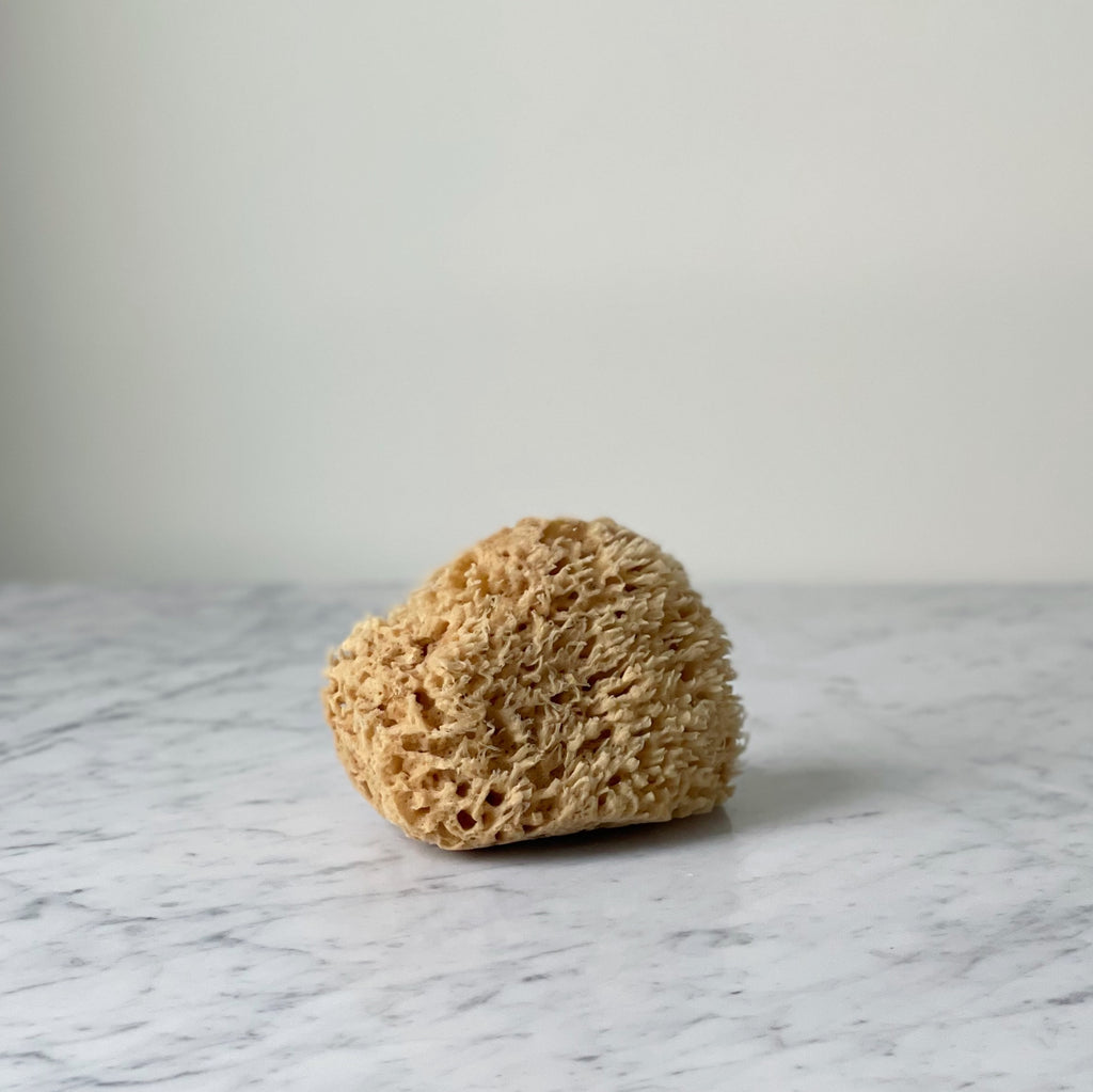 Natural Sea Sponge