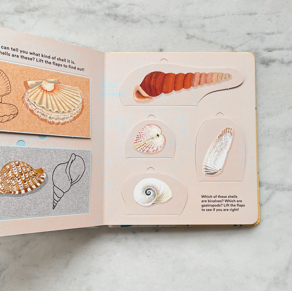Shells