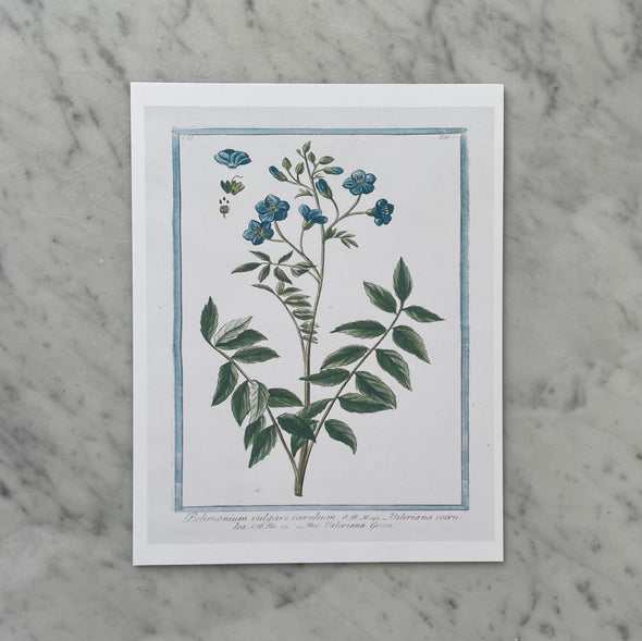 18th Century Blue Florals Art Print