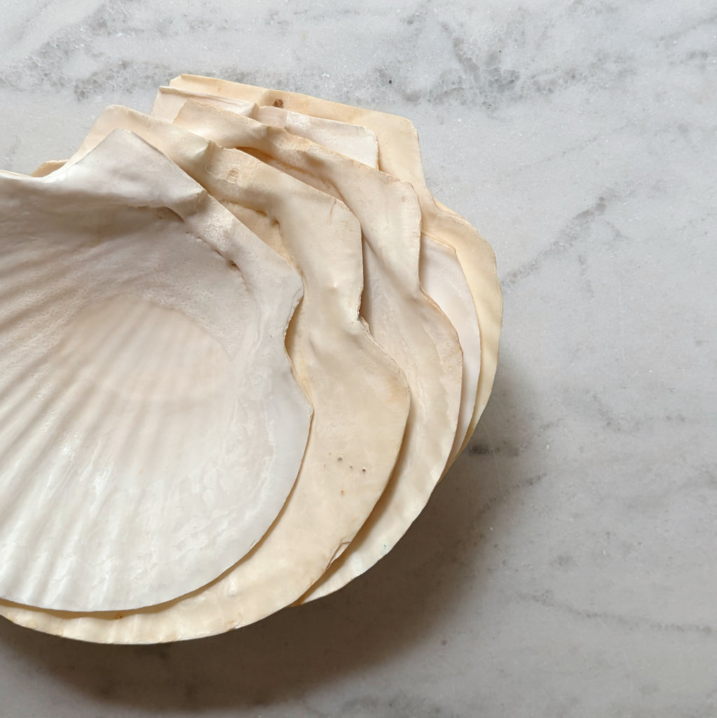 Cape Cod Scallop Shells