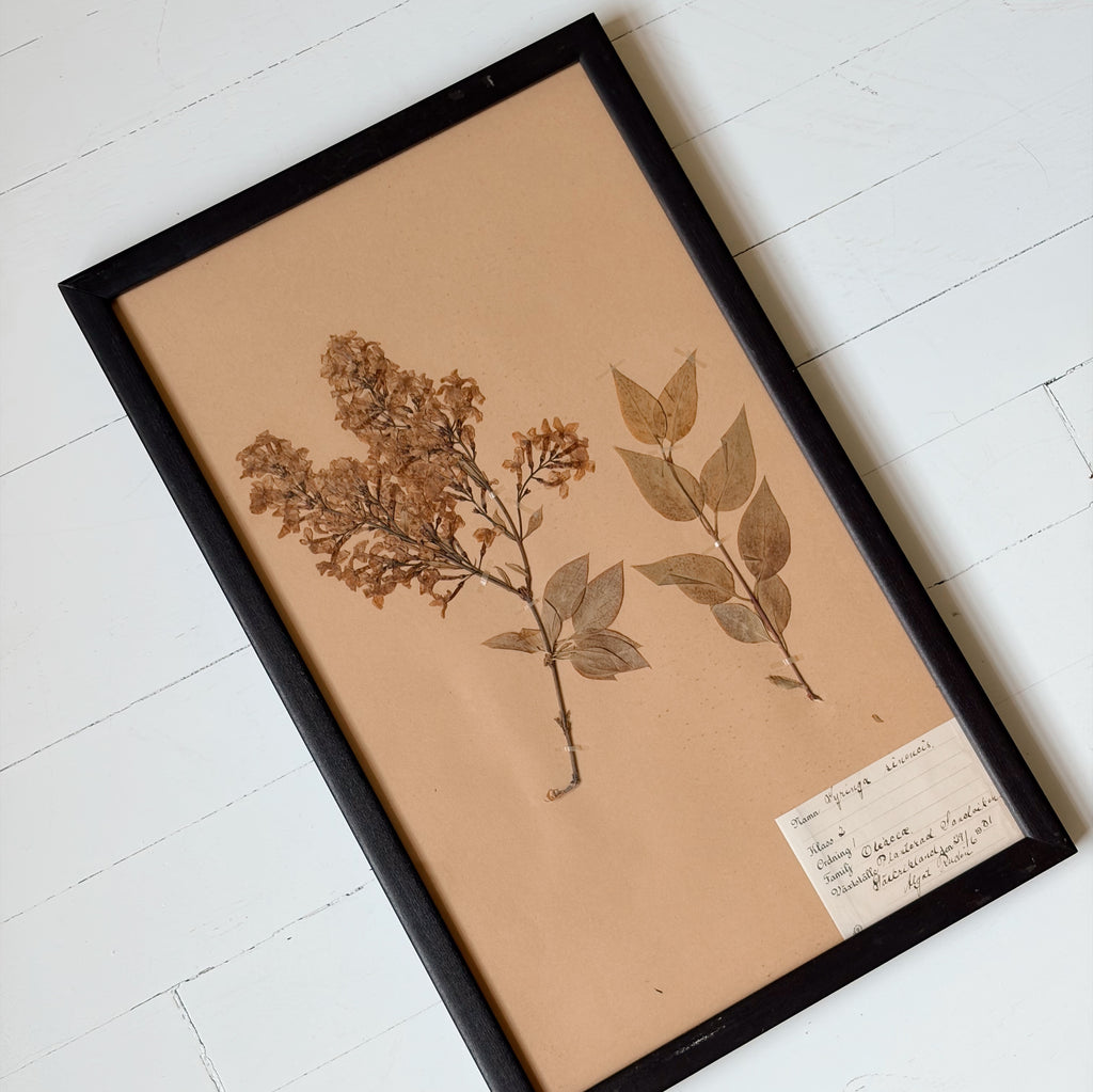 Framed Antique Pressed Flower Studies