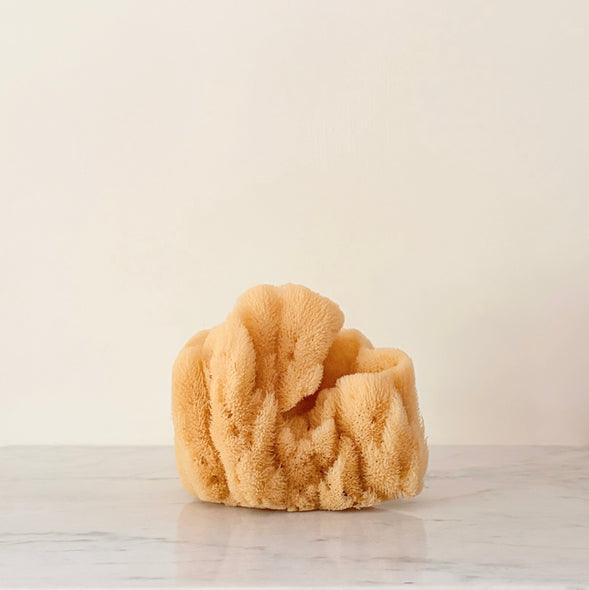 Grand Sea Sponge