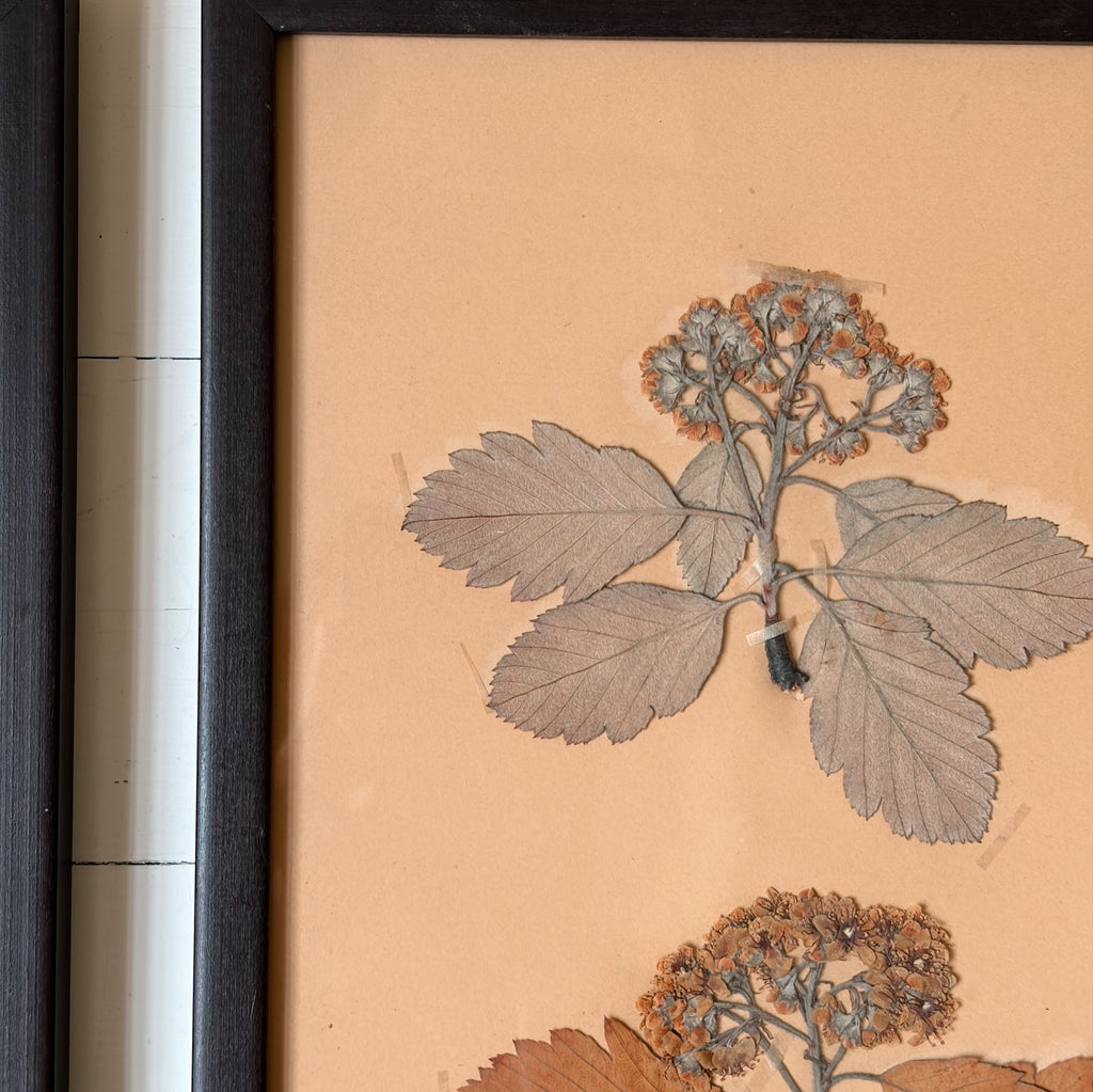 Framed Antique Pressed Flower Studies