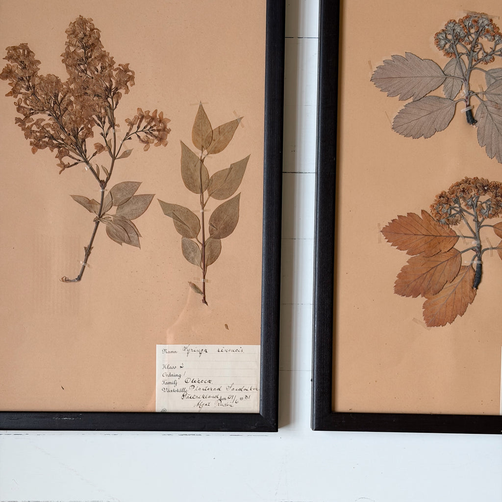Framed Antique Pressed Flower Studies