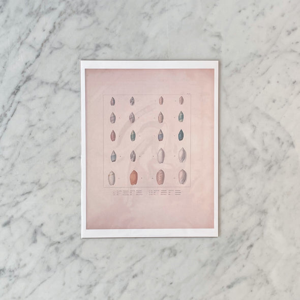 Antique Marine Shells Art Print