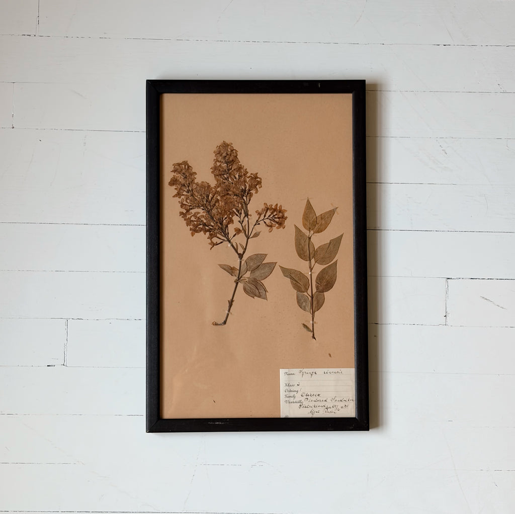 Framed Antique Pressed Flower Studies