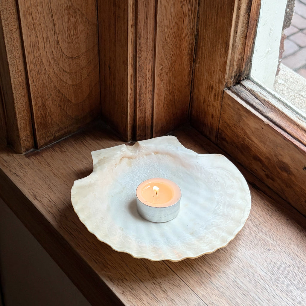 Cape Cod Scallop Shells