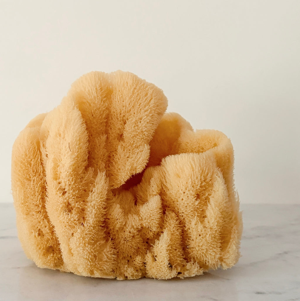 Grand Sea Sponge