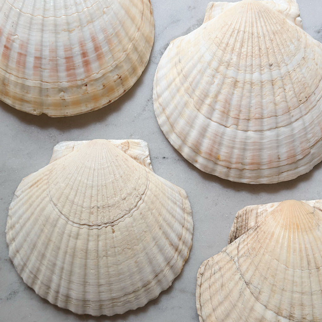 Cape Cod Scallop Shells