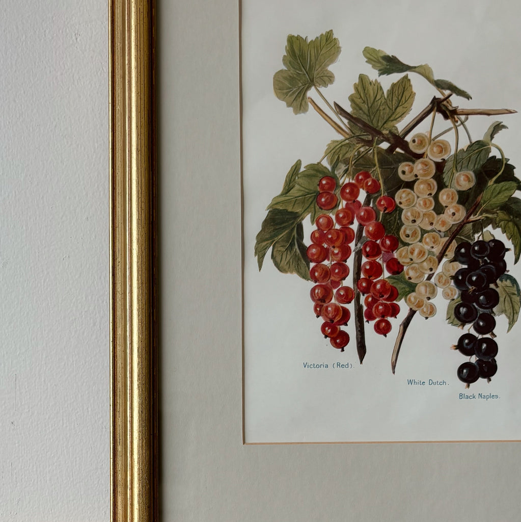Gold Framed Victoria Grapes Art Print