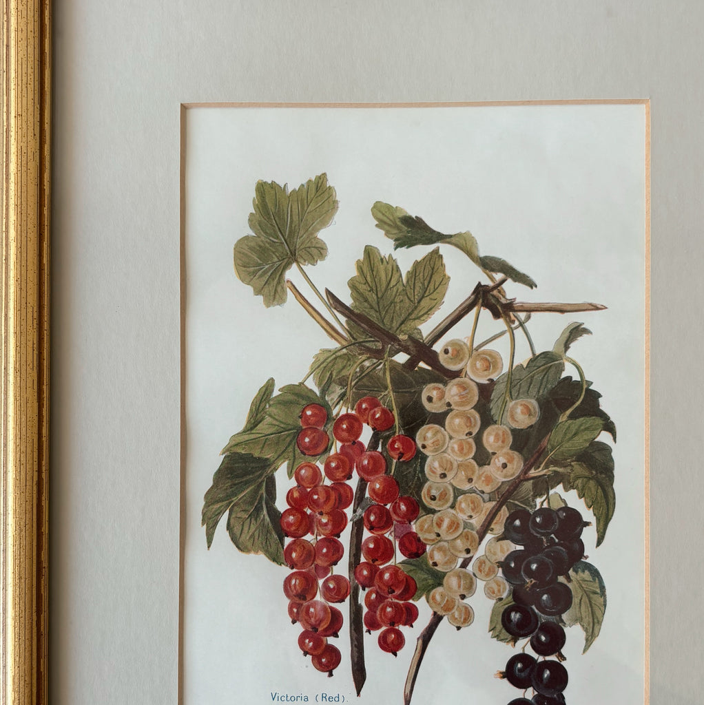 Gold Framed Victoria Grapes Art Print