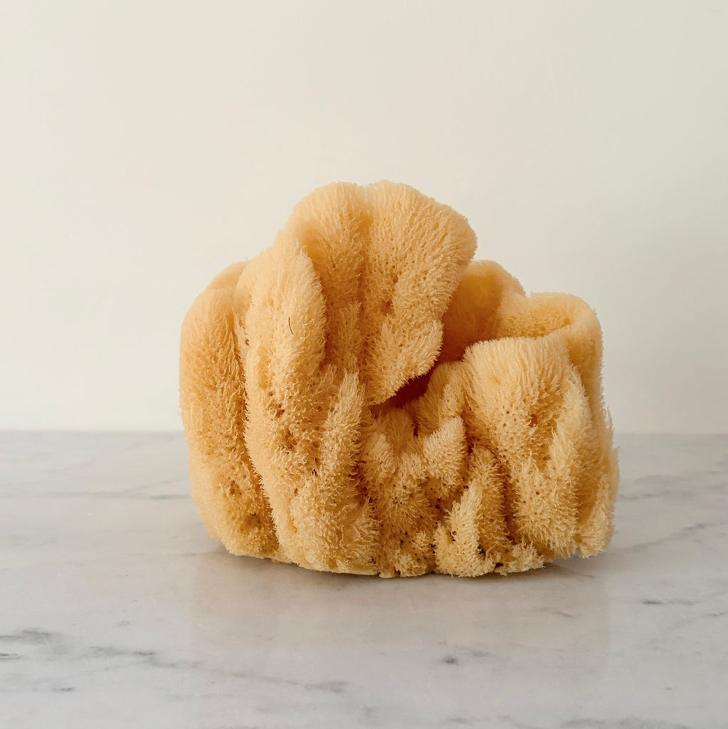Grand Sea Sponge
