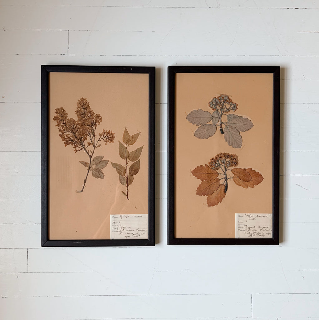 Framed Antique Pressed Flower Studies