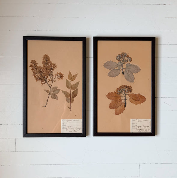 Framed Antique Pressed Flower Studies