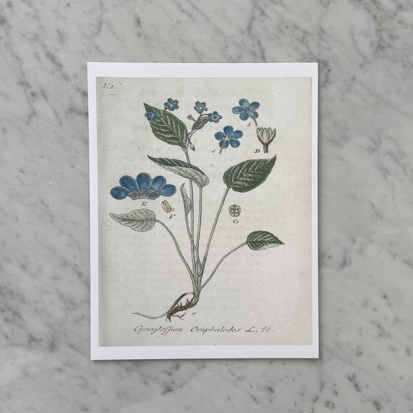 19th Century Blue Florals Antique Art Print
