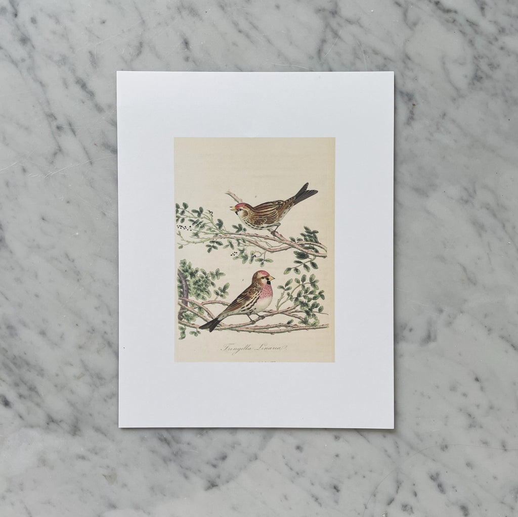 "Monograph of British Birds" Print