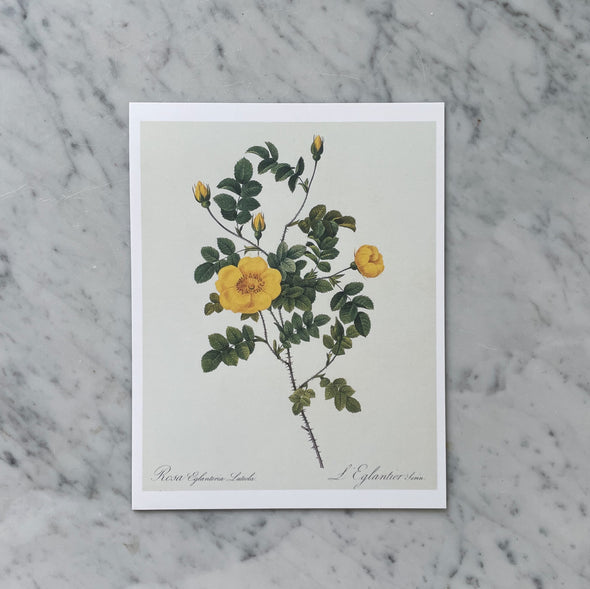 "Yellow Rose" Print