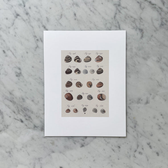 "Antique Shells II 1786" Print