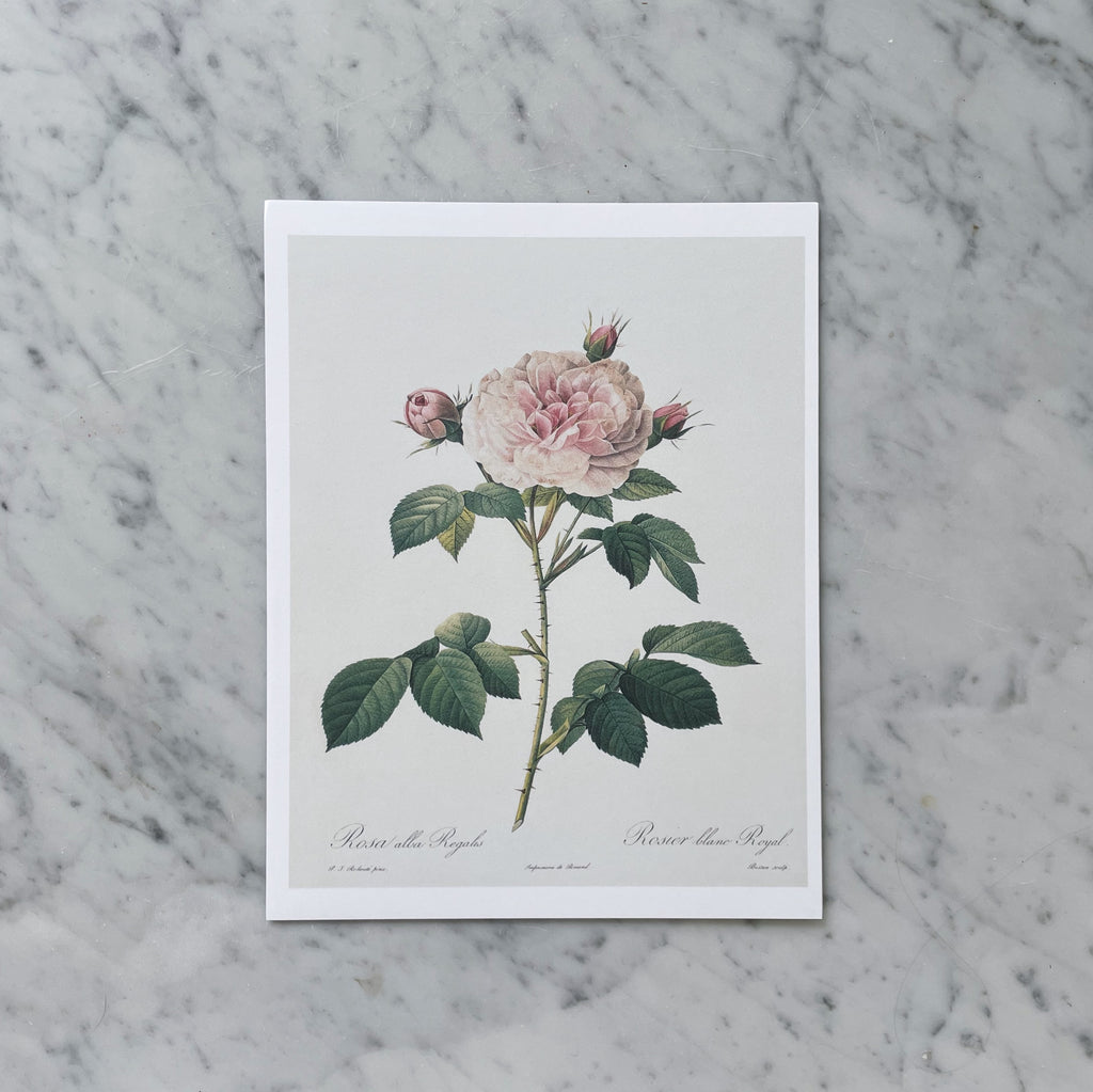 "Blooming Vintage Rose" Print
