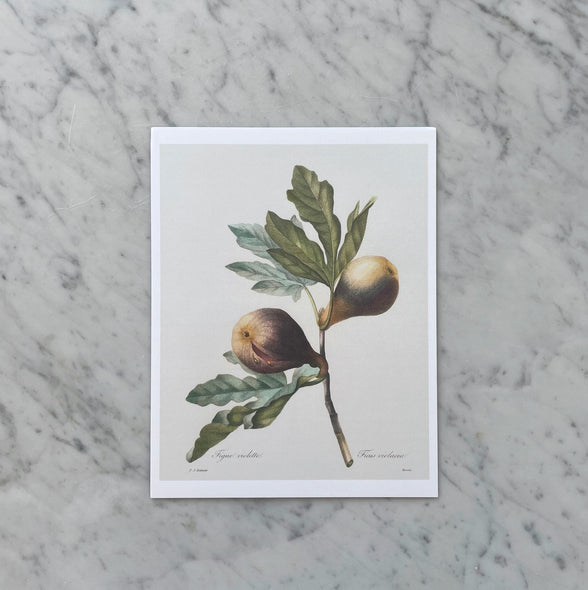 "Botanical Figs" Print
