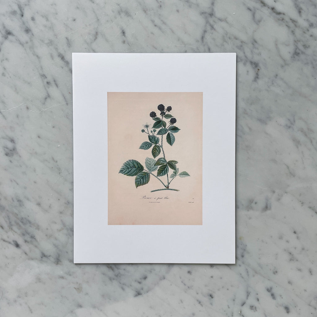 "Dewberry Botanical Fruit" Print