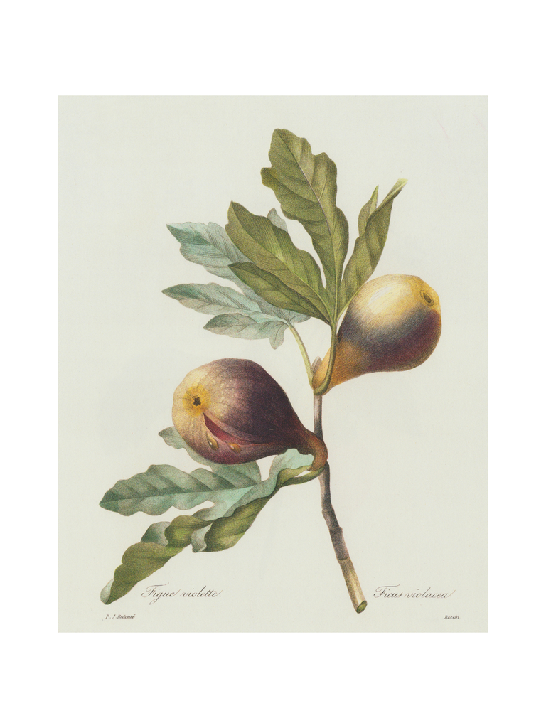 "Botanical Figs" Print