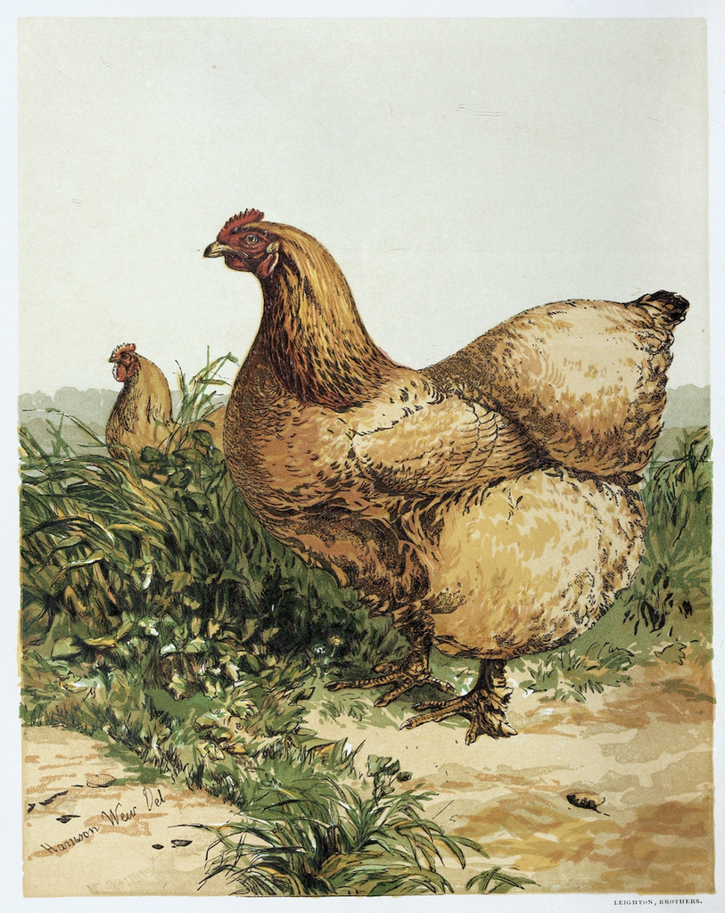 "Buff Cochin Hen" Print
