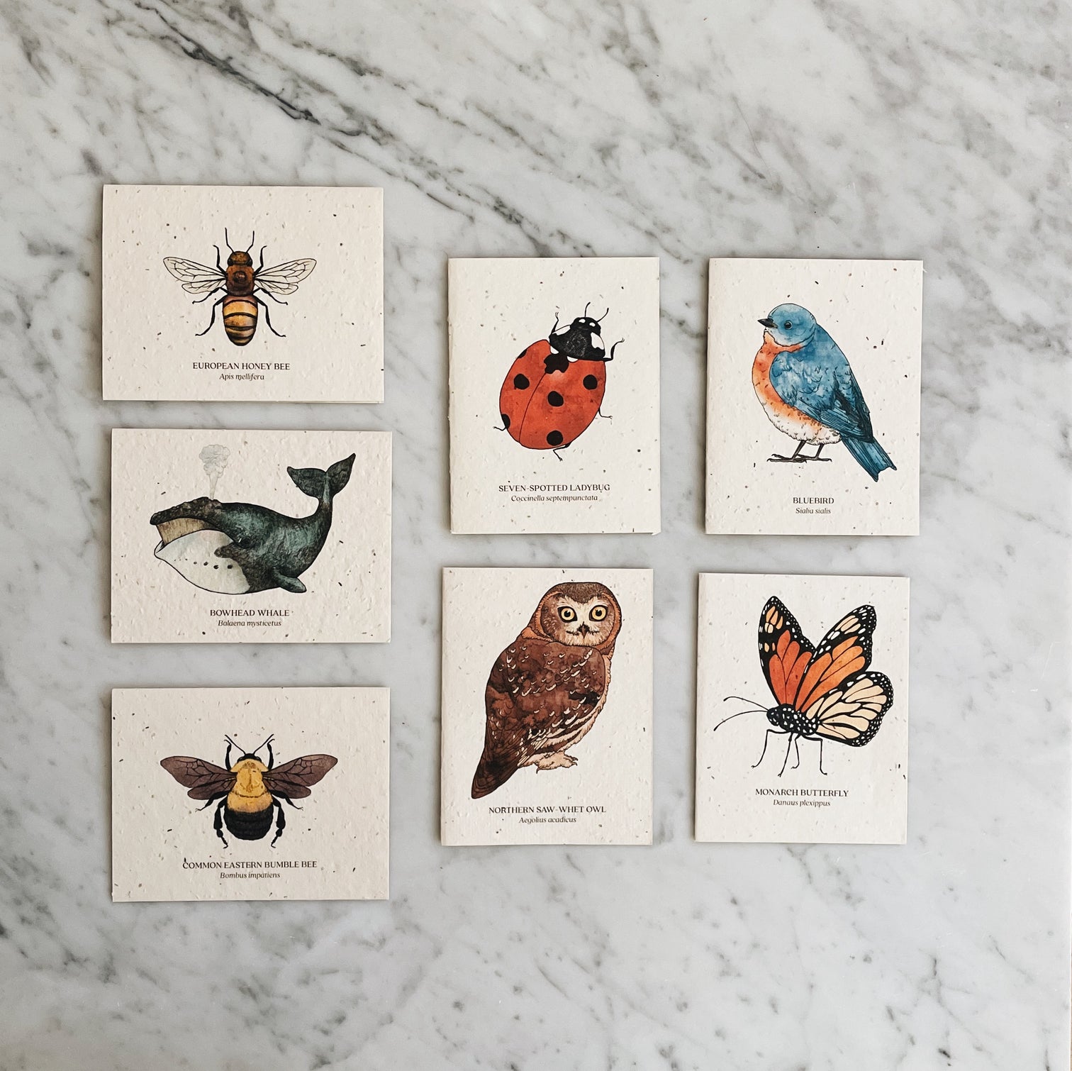 Plantable Seed Cards – Homesong Market