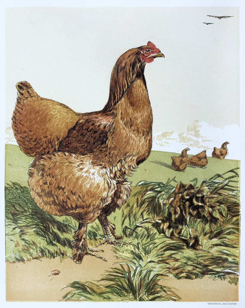 "Cinnamon Cochin Hen" Print