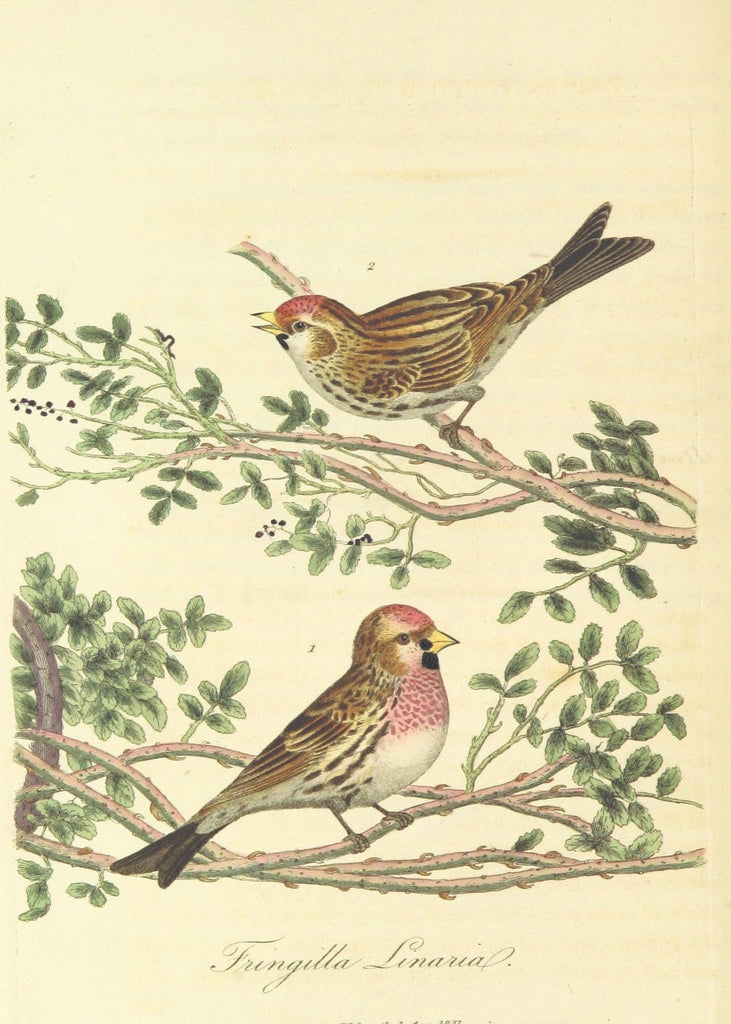 "Monograph of British Birds" Print