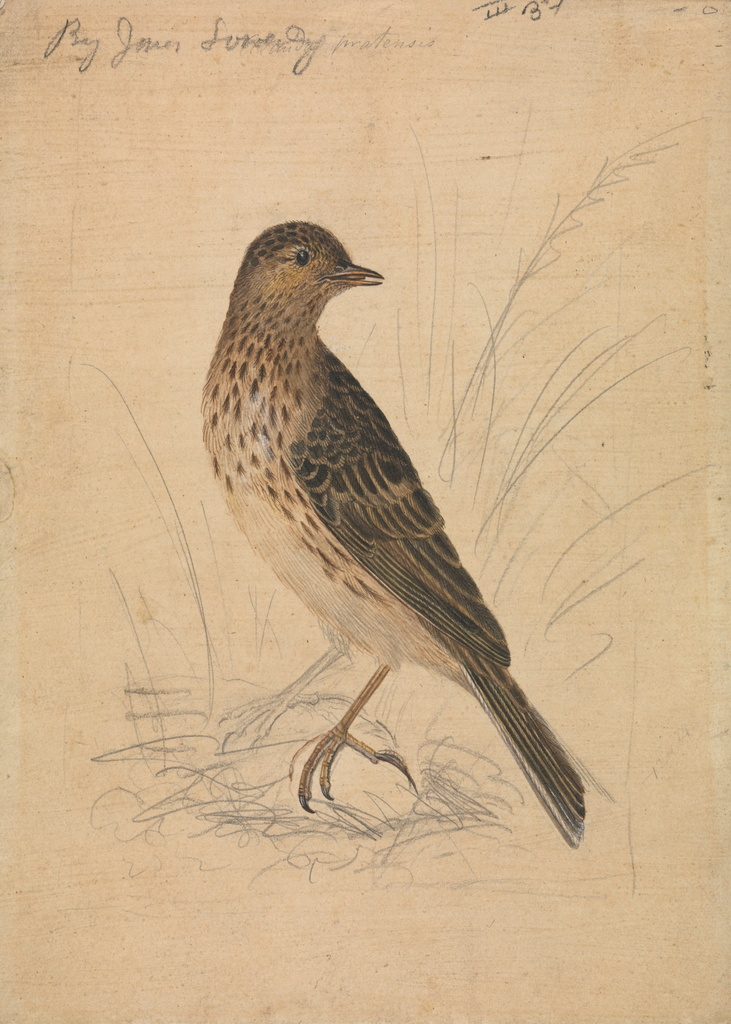 "English Meadow Bird" Print