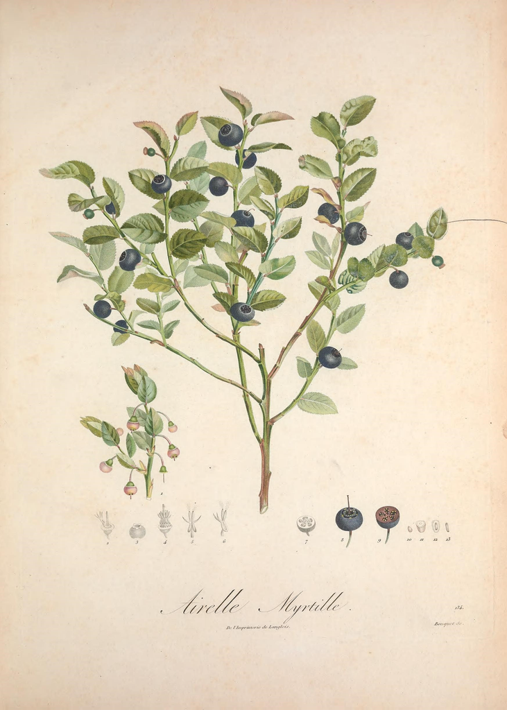 "Botanical French Blueberry" Print