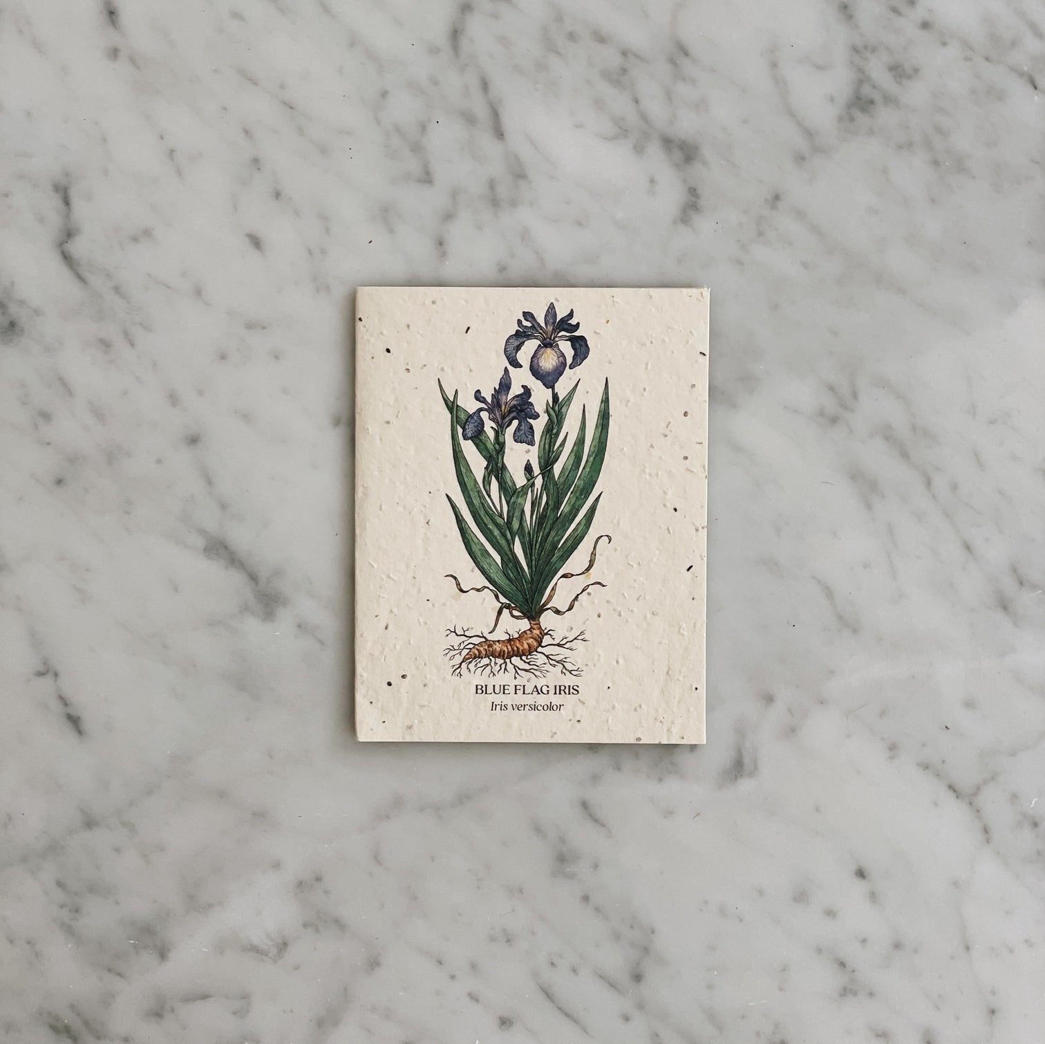 Plantable Seed Cards – Homesong Market